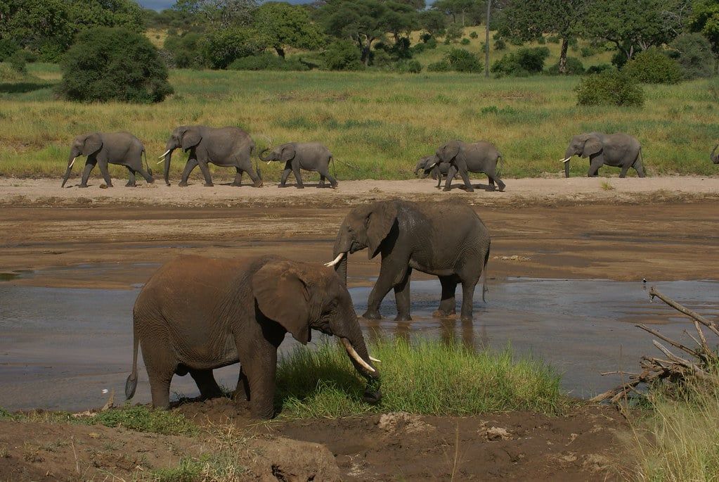 Eine Elefantenherde versammelt sich am flachen Wasser des Tarangire-Flusses im Tarangire-Nationalpark.