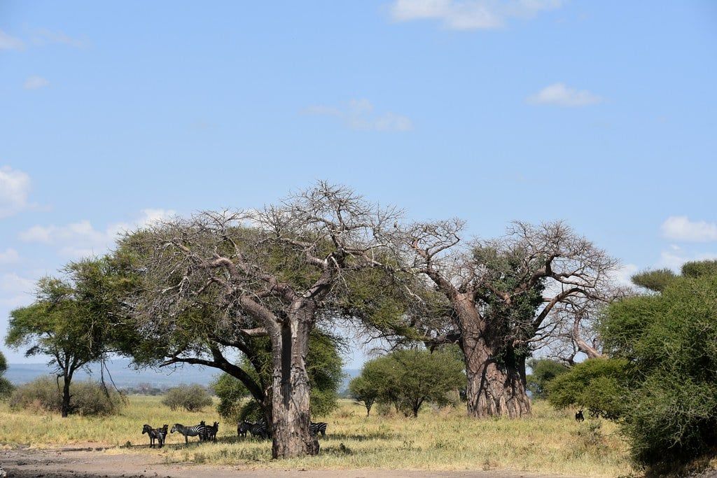 Zebras ruhen im Schatten großer Baobab-Bäume auf der Savanne im Tarangire-Nationalpark.