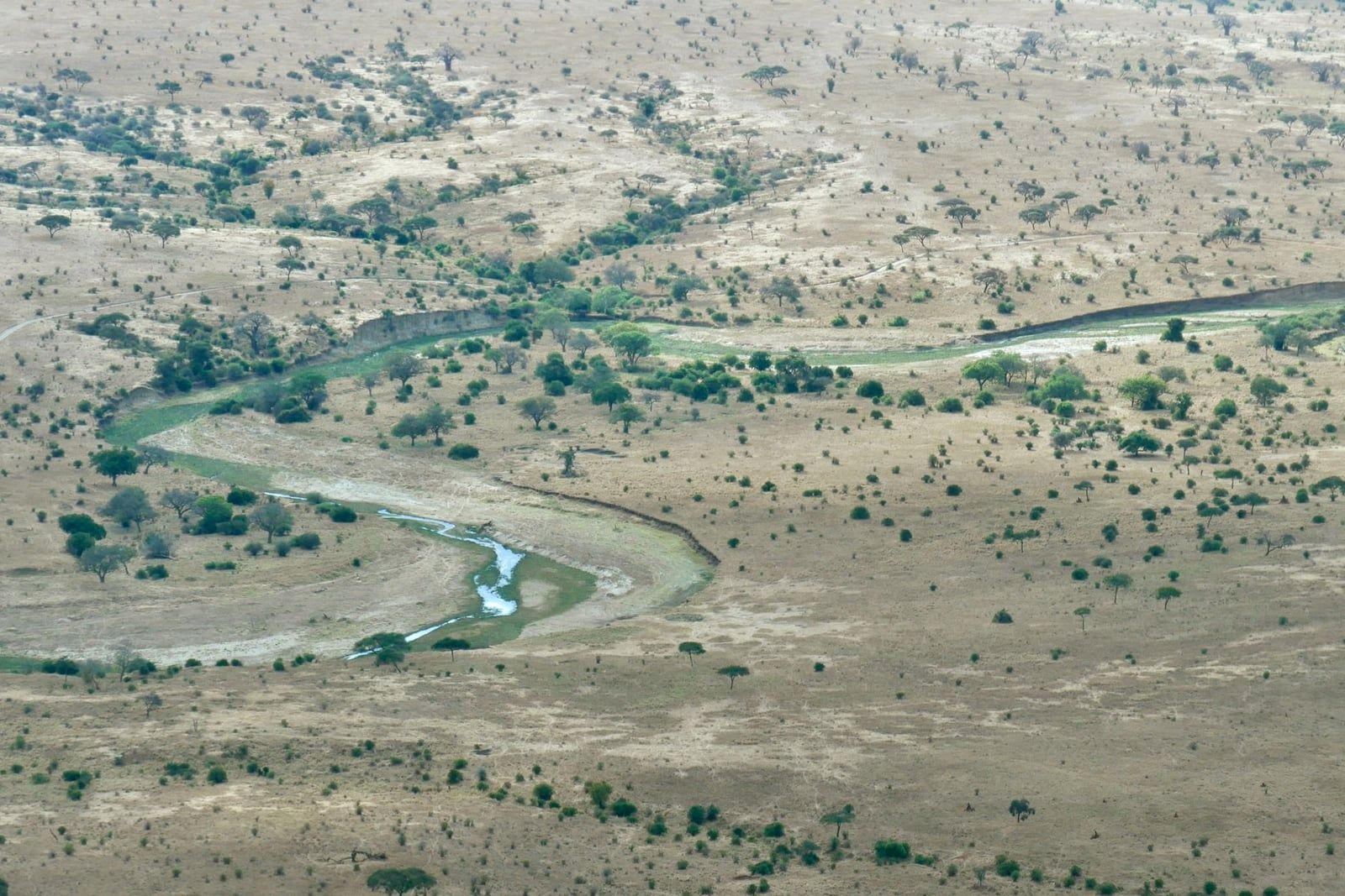 Luftaufnahme des mäandernden Tarangire-Flusses, der durch die trockene Landschaft des Tarangire-Nationalparks fließt.