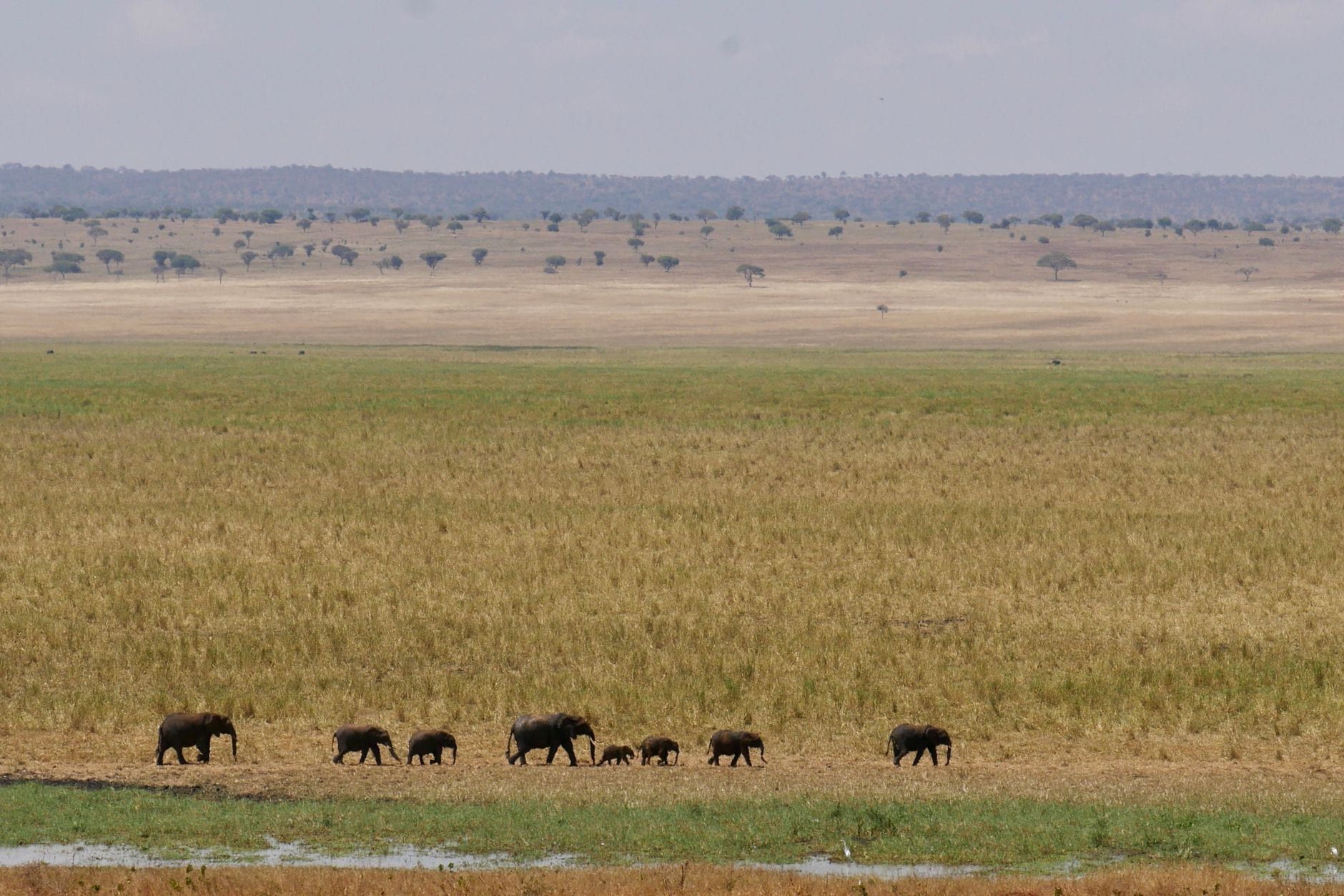 A herd of elephants walking across the vast grassy plains of Tarangire National Park.