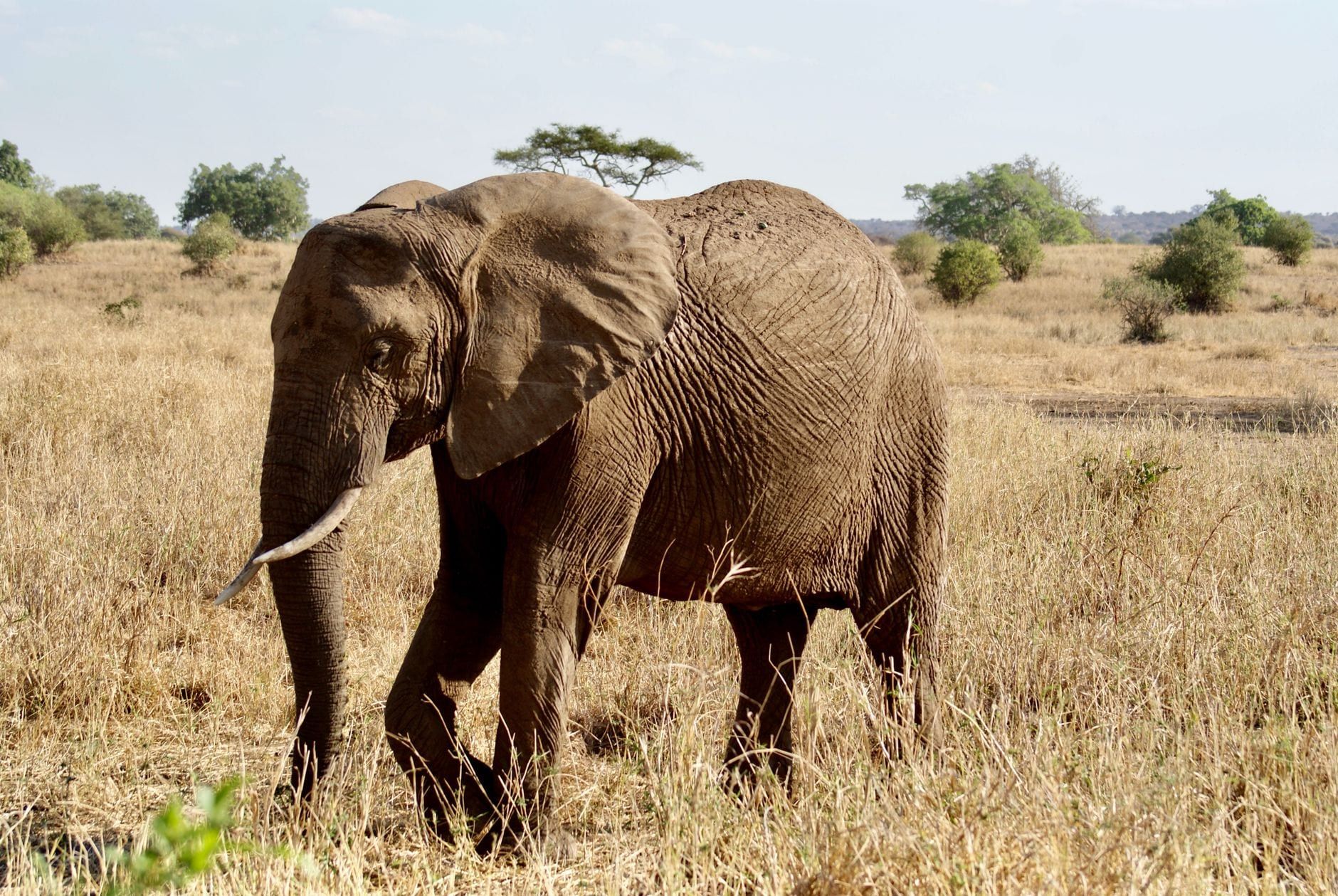 An African elephant walks through dry grasslands dotted with acacia trees in Tarangire National Park.
