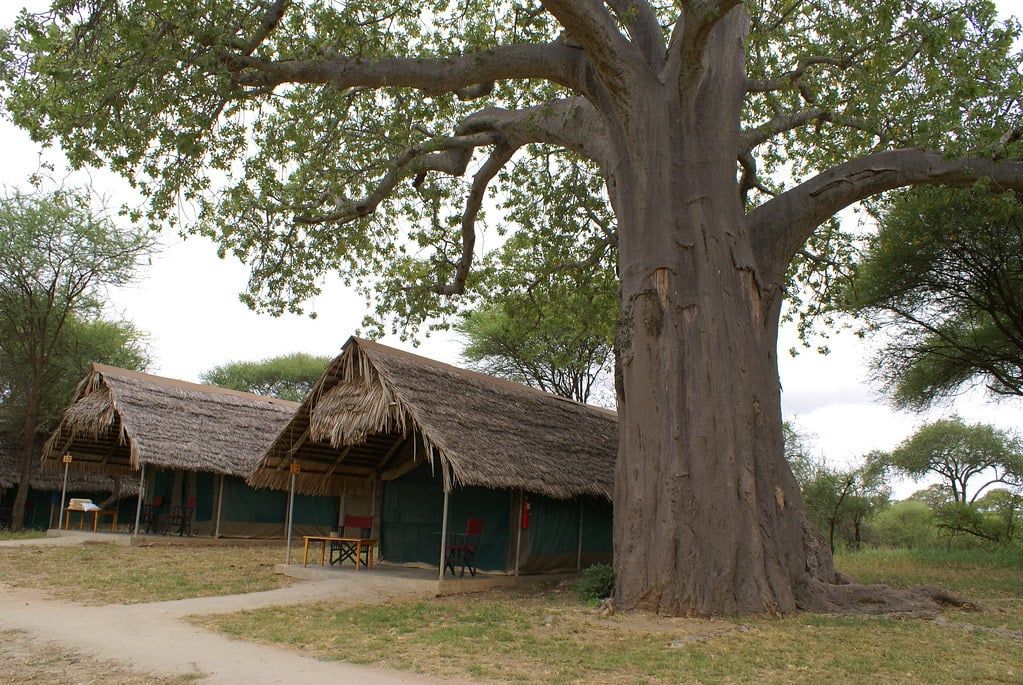 Leinwand-Safarizelte unter Strohdächern stehen neben einem großen Affenbrotbaum in der Tarangire Safari Lodge im Tarangire-Nationalpark.