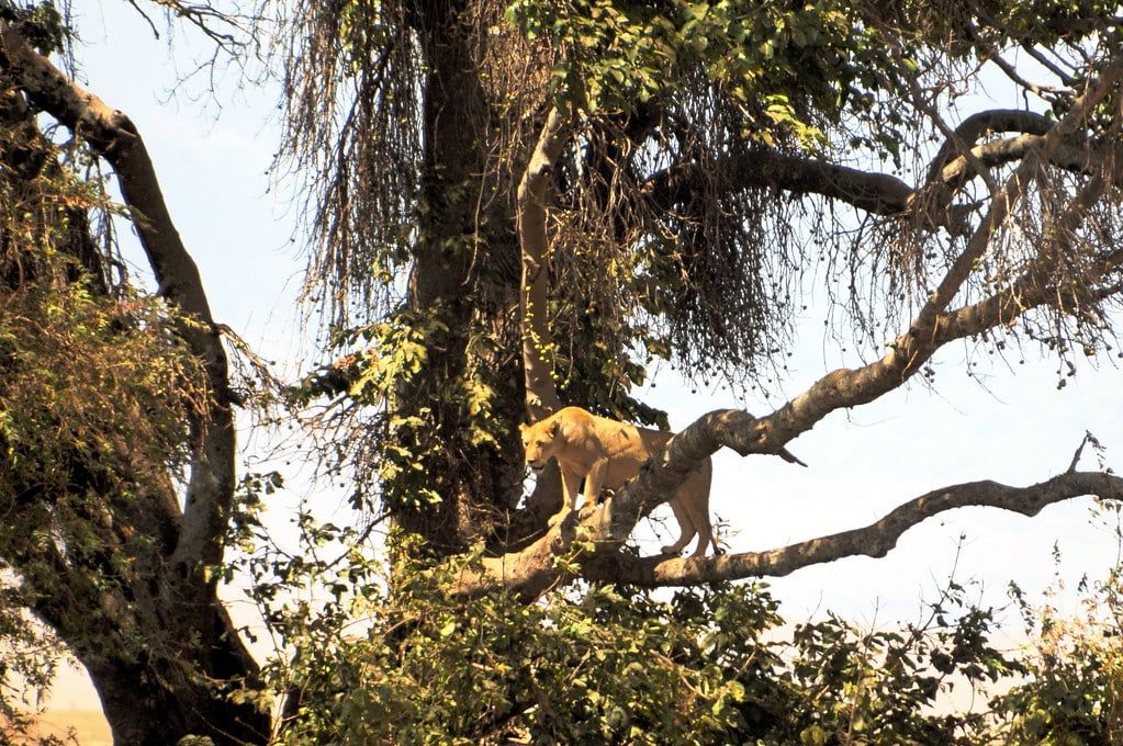 Una leonessa in posa su un ramo di albero nel Parco Nazionale di Tarangire.