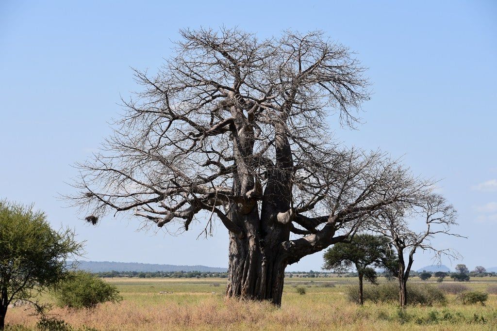 Un enorme baobab si erge in evidenza nella savana erbosa del Parco Nazionale di Tarangire.