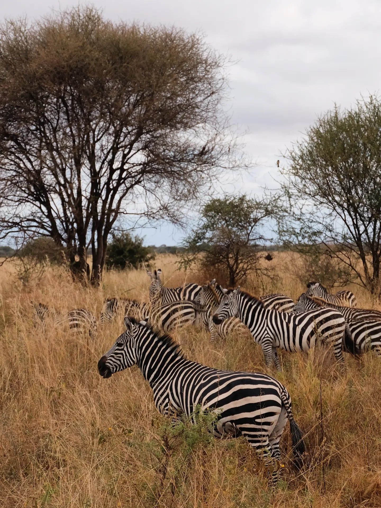 Zicht op Nationaal park Tarangire