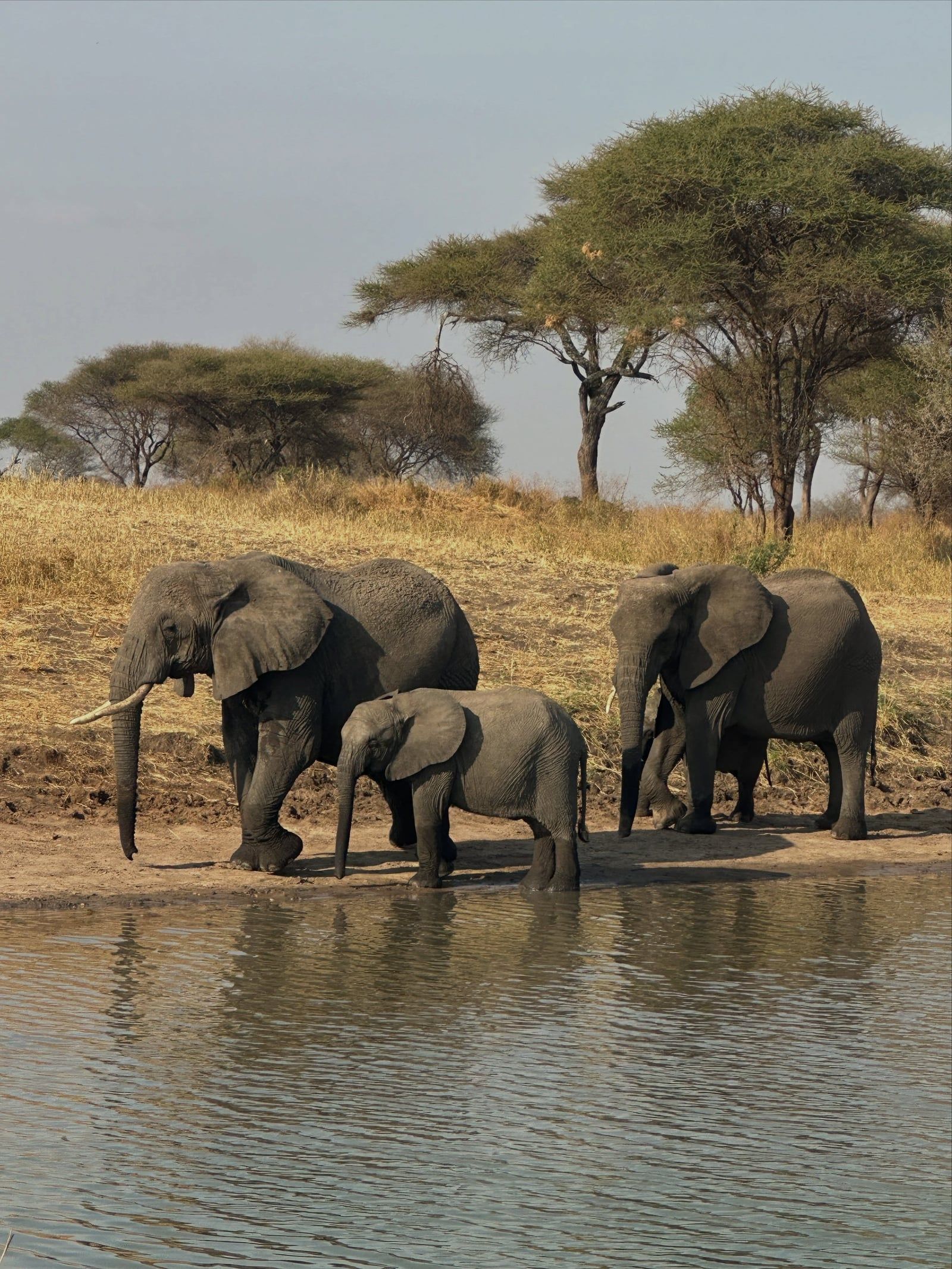 Zicht op Nationaal park Tarangire