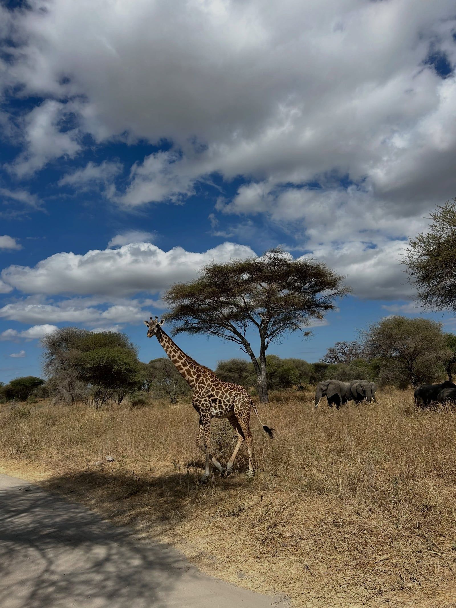 Zicht op Nationaal park Tarangire