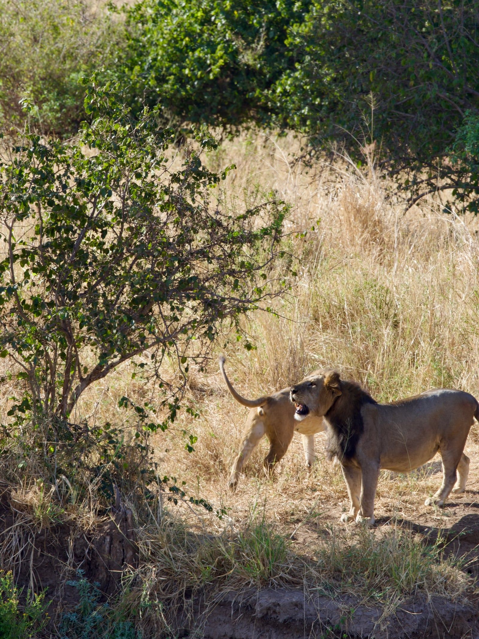 Besucherfoto einer Tarangire-Nationalpark Tour